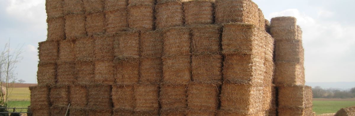 miscanthus bales stacked in field