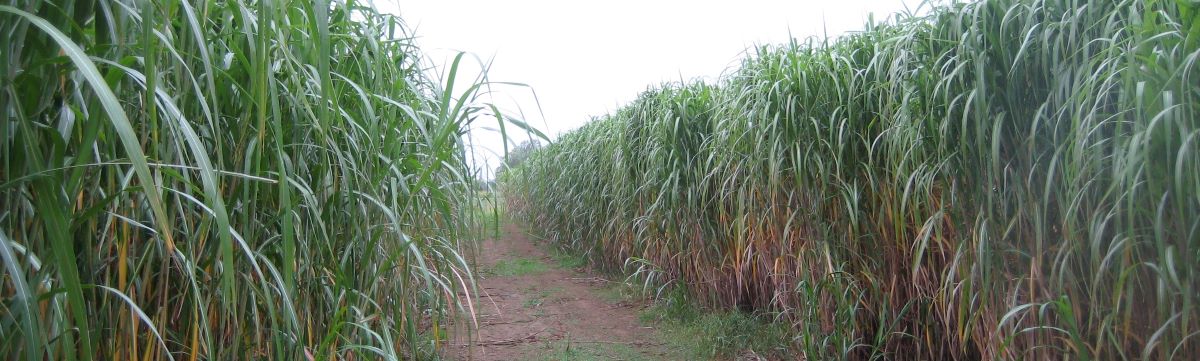 miscanthus crop growing in field