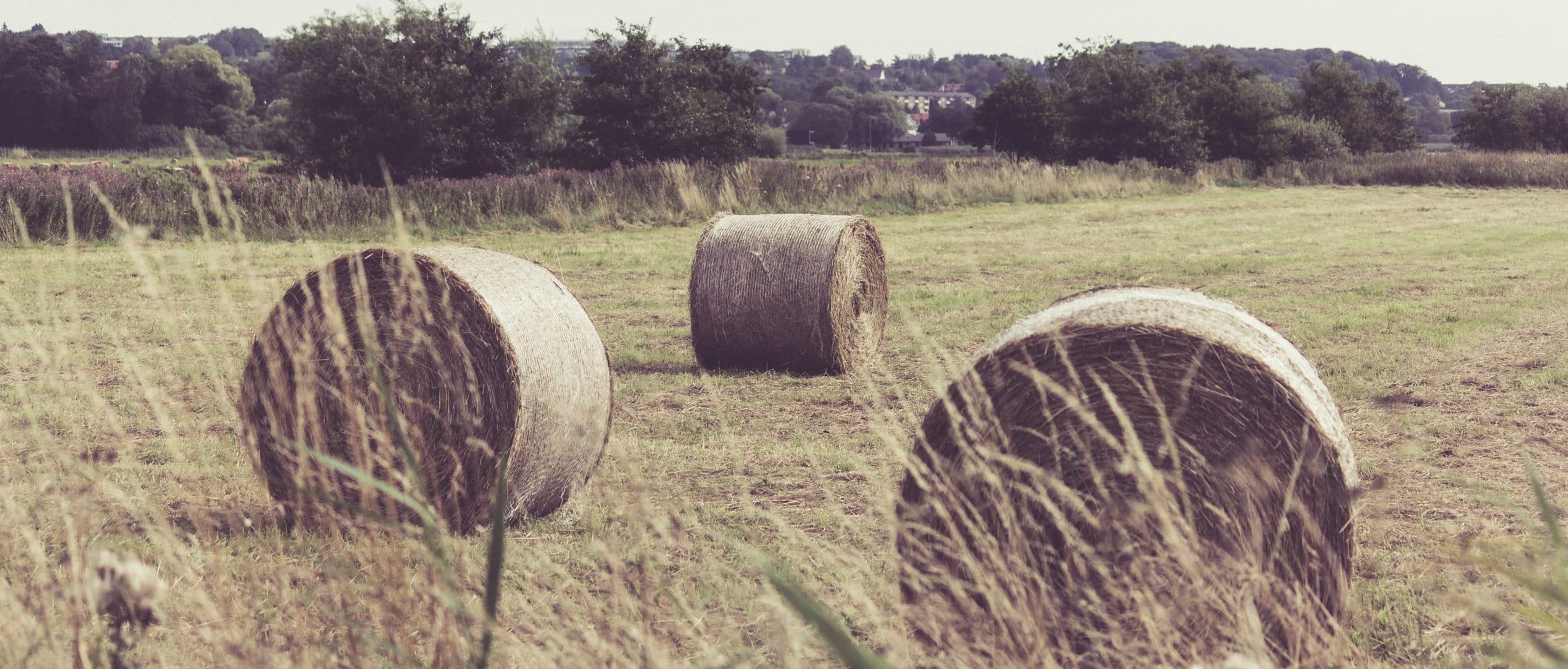 hay bales in field