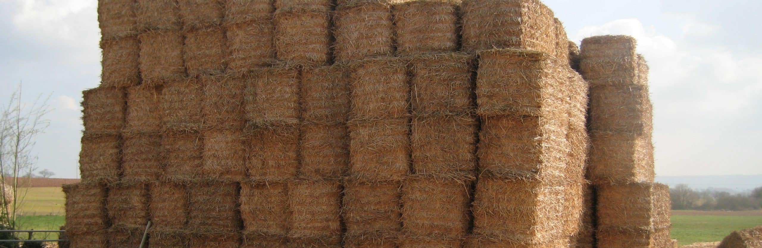 bales of miscanthus stacked in a field