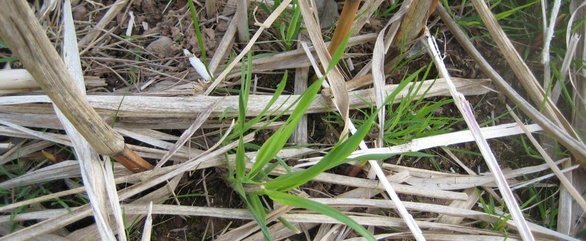 Close up of miscanthus shoots emerging from earth