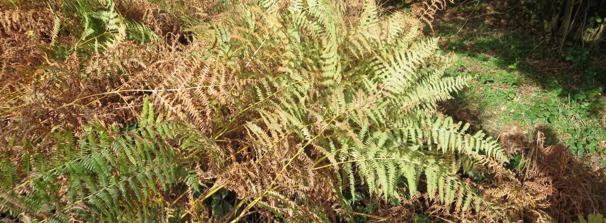 bracken in countryside close up