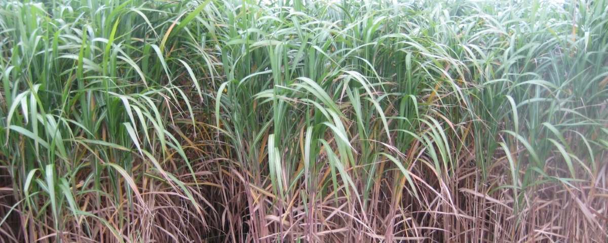 miscanthus growing in a field close up