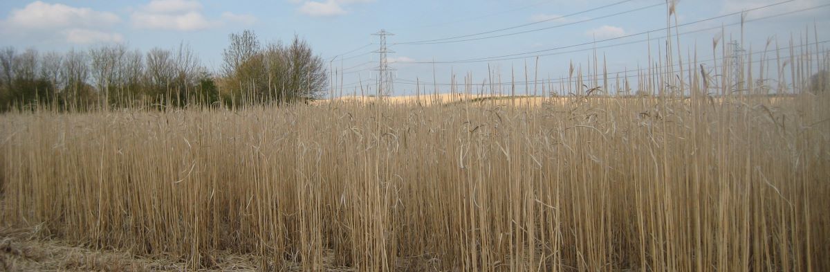 miscanthus plantation with electricity pylons in the background