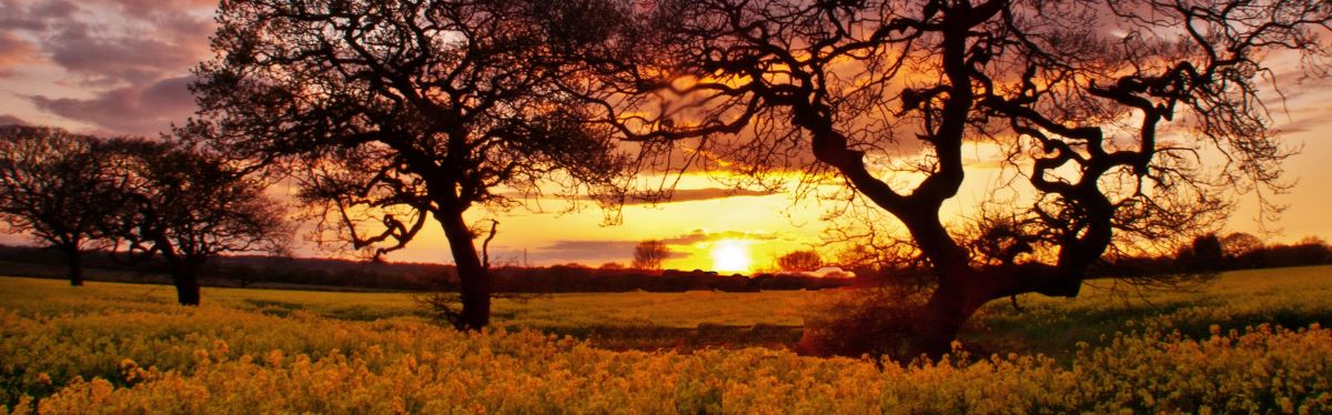 view across fields and through trees to the sunset